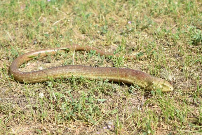 Уральский Глухарь