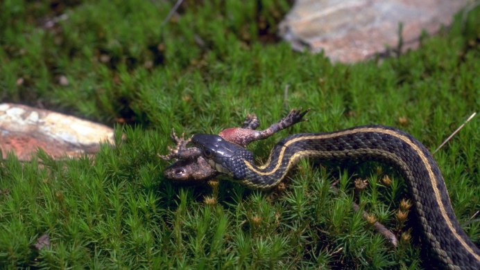 Змеи Башкирии