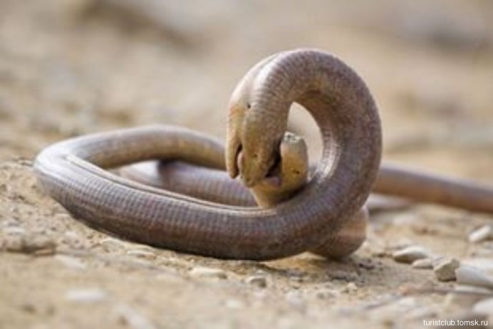 Рингал змея фото