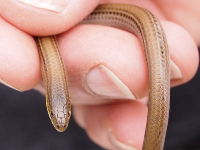 Змеевидный желтопузик