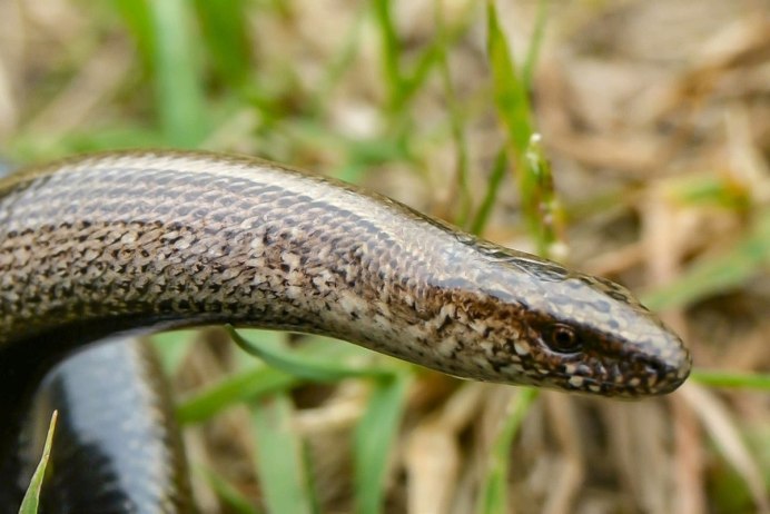 Ломкая веретеница зубы