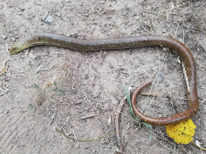 Желтопузик ящерица