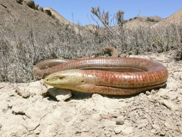 Безногая ящерица желтопузик