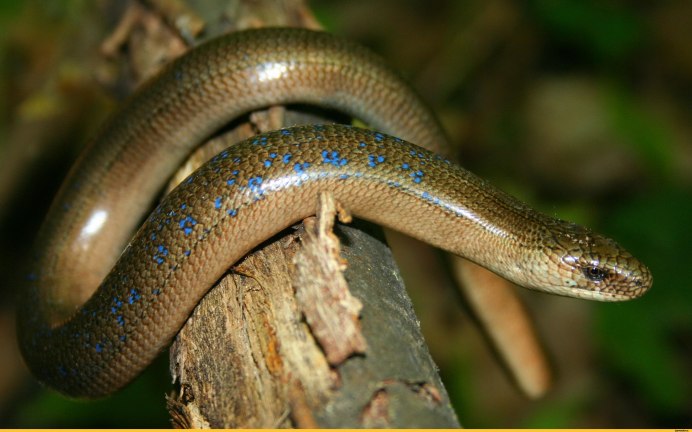 Желтопузик Крымский