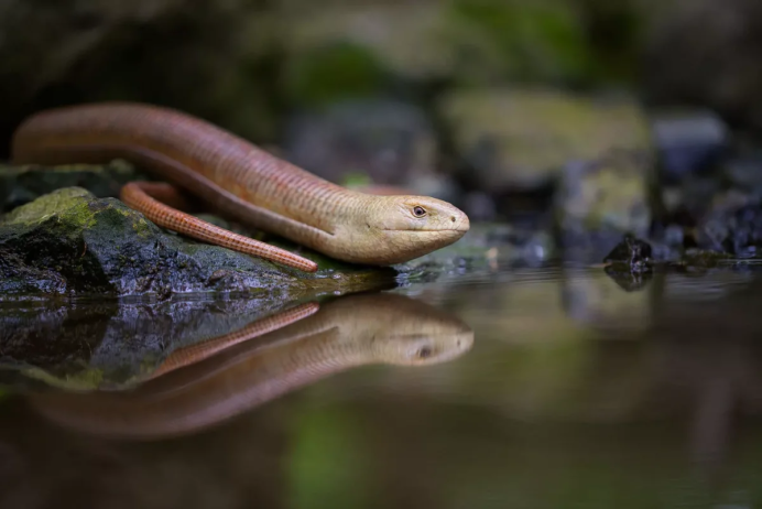 Безногая ящерица – Желтопузи