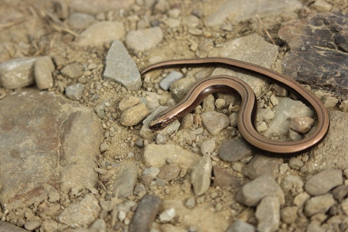 Ломкая веретеница