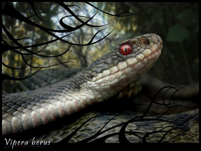 Глухариный ток видео