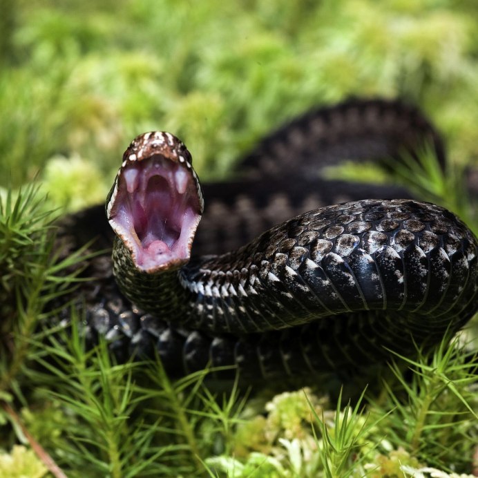 Змея уж обыкновенный