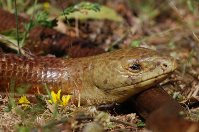 Красноголовый Крайт
