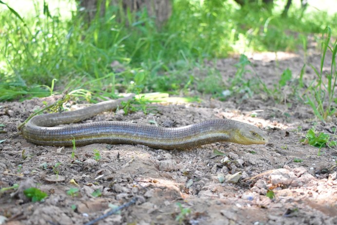 Обыкновенная гадюка меланист