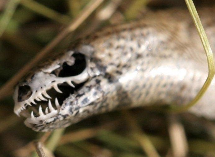 Безногая ящерица желтопузик