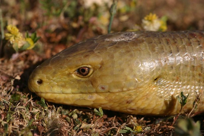 Крымский желтопузик ящерица