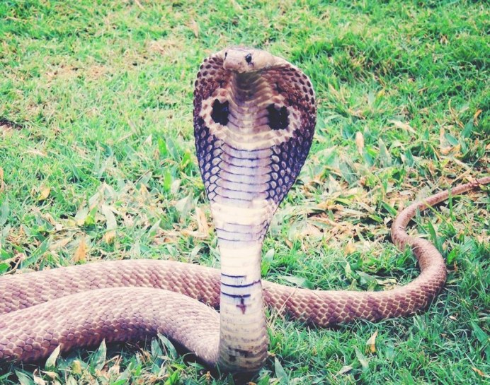 Шершавая древесная гадюка голубая