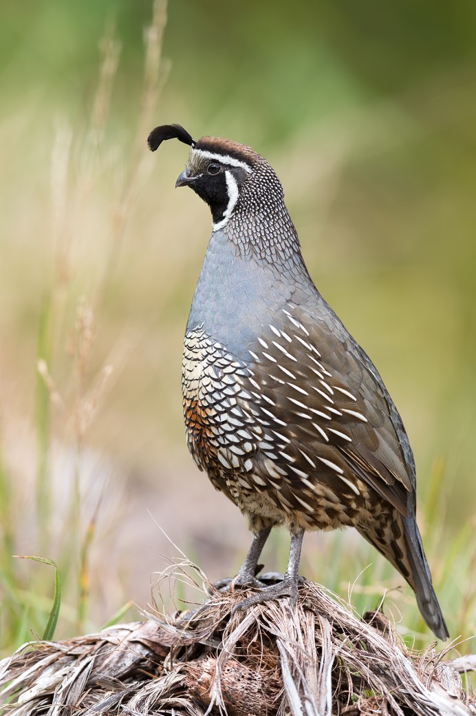 Калифорнийский Quail