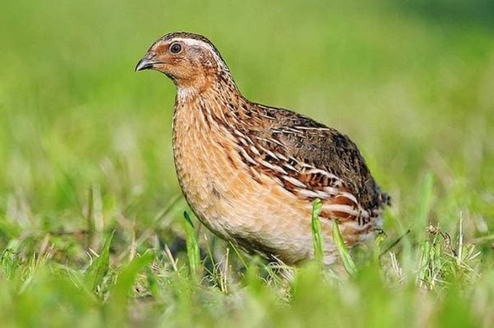 Перепел обыкновенный Coturnix Coturnix