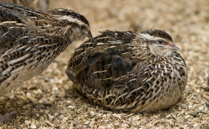 Перепел Coturnix Coturnix
