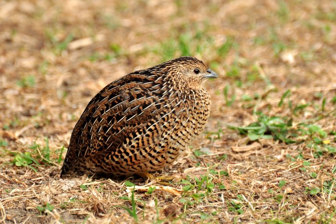 Перепел обыкновенный Coturnix Coturnix
