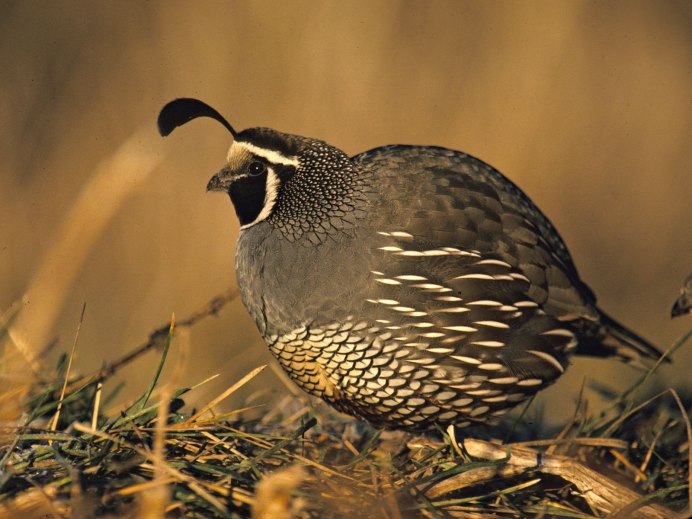 Калифорнийский Quail