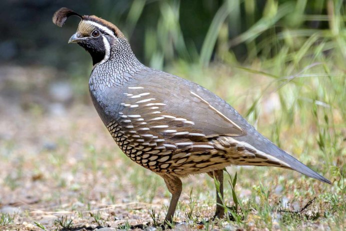 Перепел Coturnix Coturnix