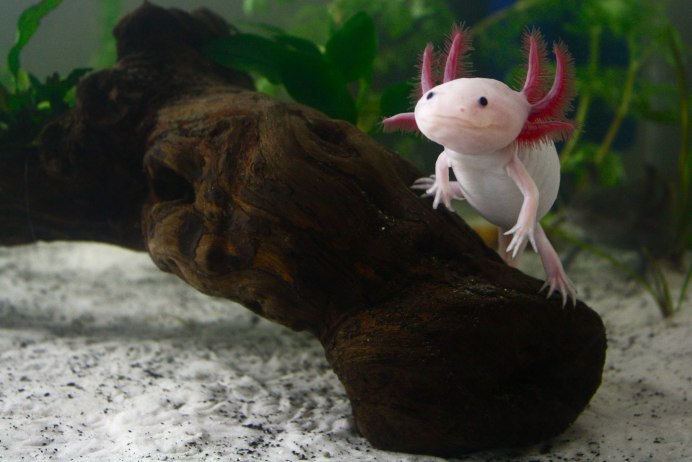 Ambystoma opacum