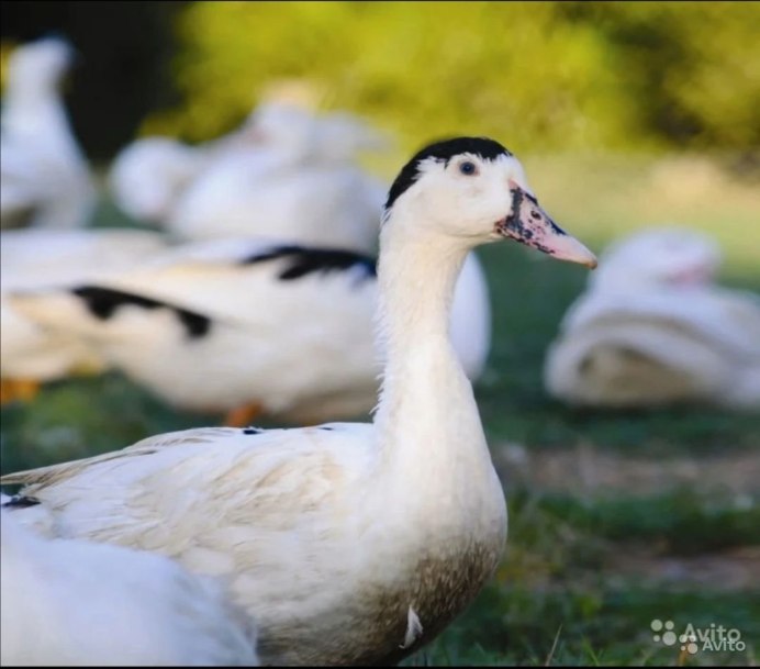 Гибриды гусей