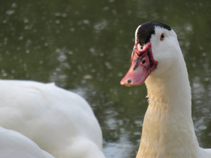 Утка Хайбрид