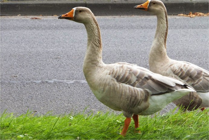 Мулард Королевский