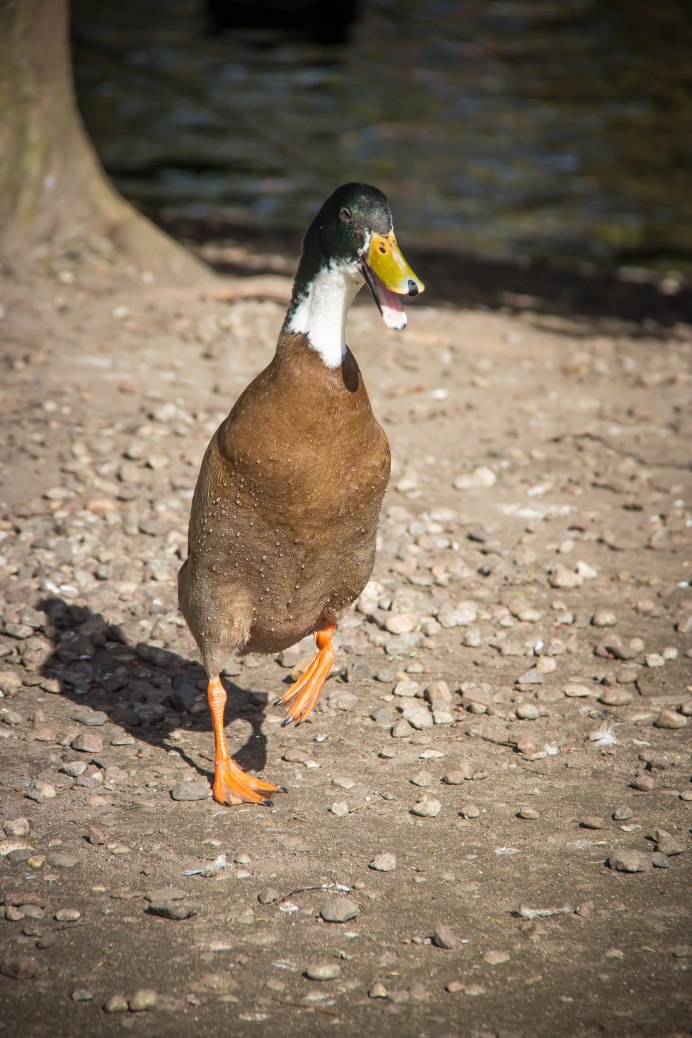 Мускусные утки Руанские