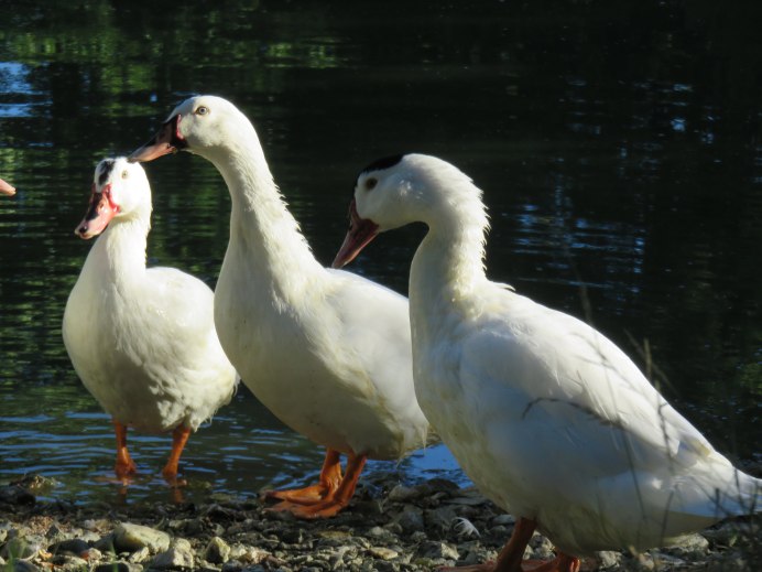 Гусь-утка гибрид