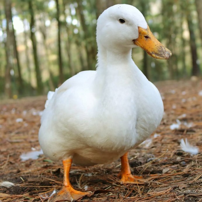Утка-Гусь порода