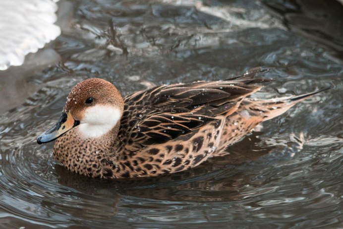Курицы муларды