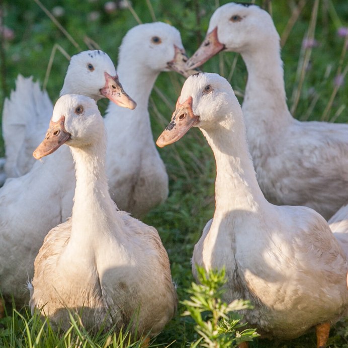 Гусь-утка гибрид
