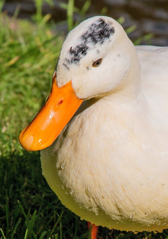 Мулард порода