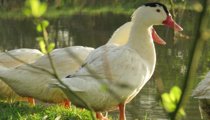Гусь-утка гибрид