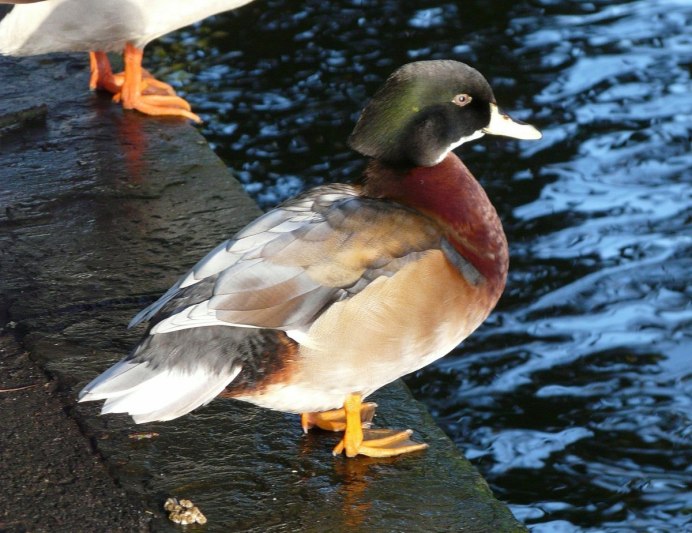 Огарь кряква гибрид