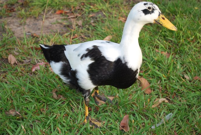 Мускусная утка Мулард