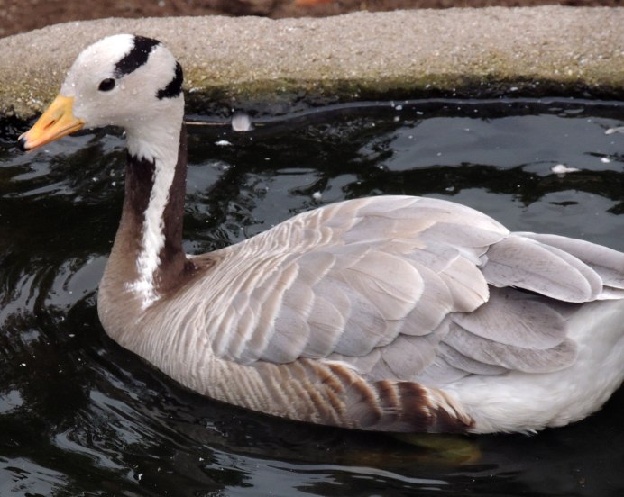 Утка Мулард