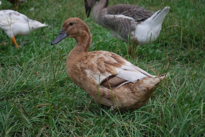 Утиная порода Мулард