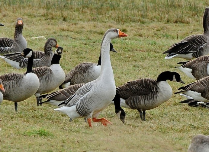 Утка Мулард