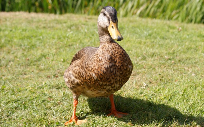Гибрид утки и гуся