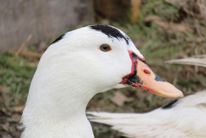 Утка гибрид Мулард
