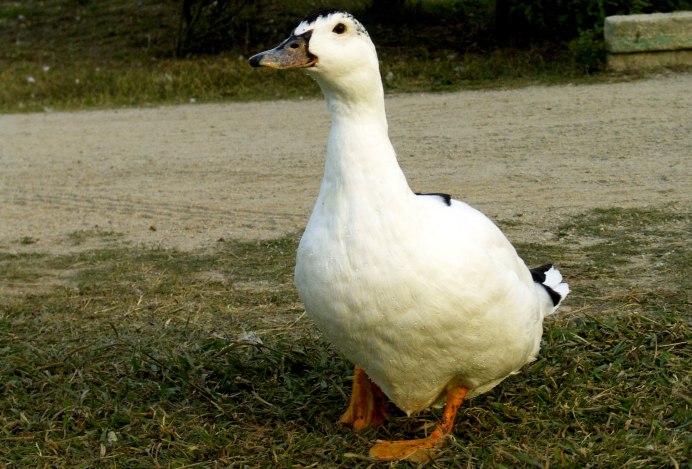 Клюв утка Мулард