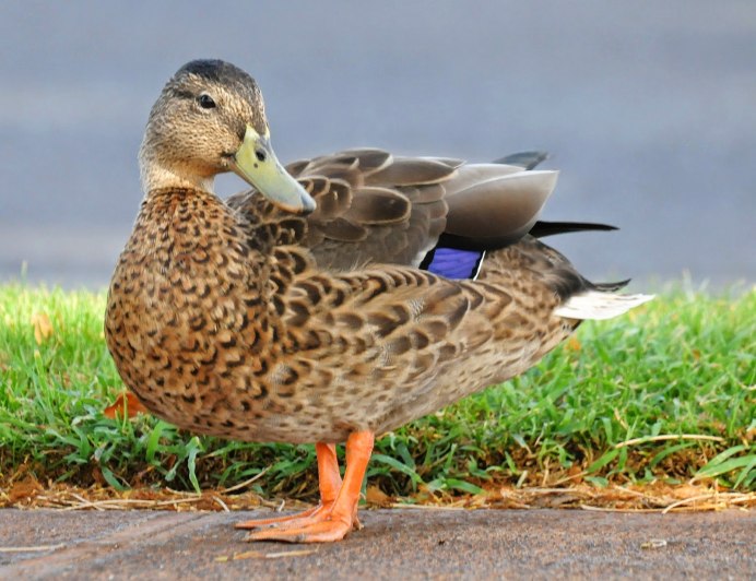 Индоутка Мулард