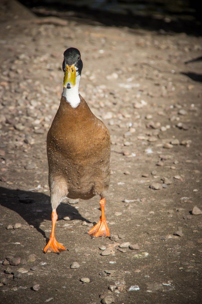 Кряква американская кряква гибрид