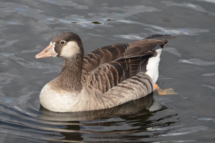 Индоутка Мулард