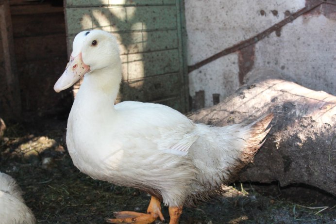 Домашние водоплавающие птицы