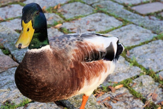 Утки кряквы гибриды