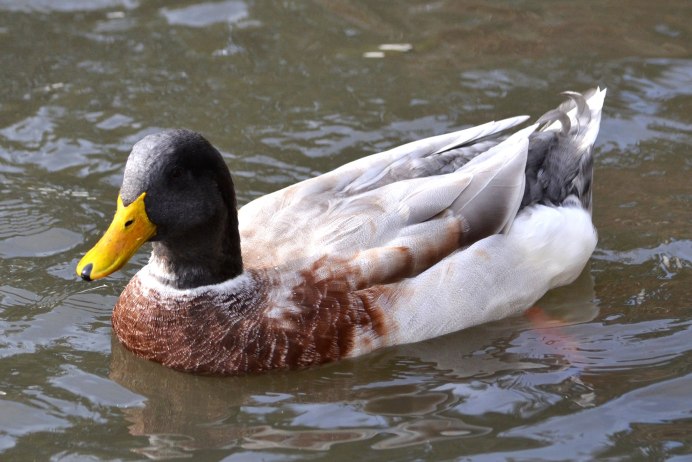 Гибрид утки и гуся
