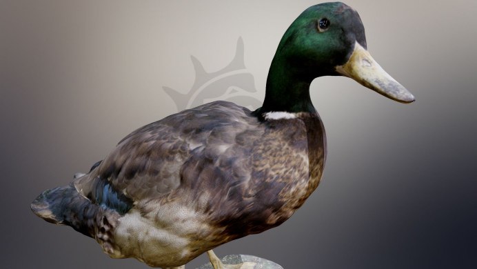 Мулат утка Гусь