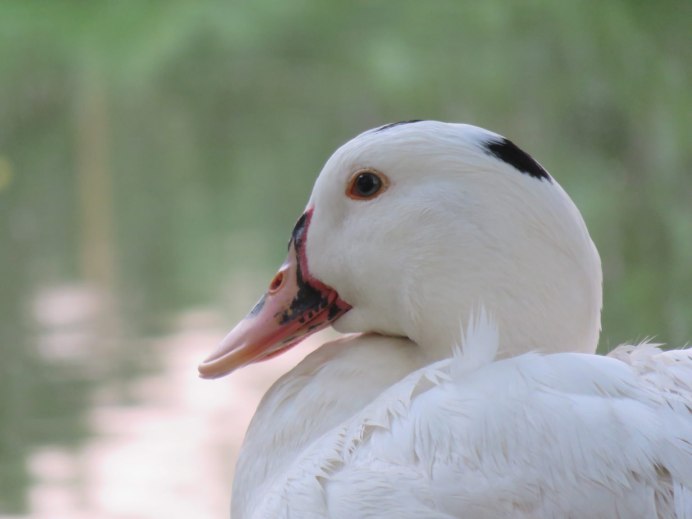 Индоутка Мулард